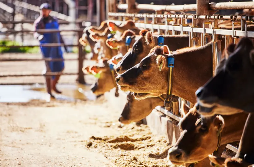 group of cows