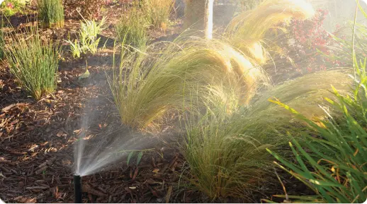 sprinkler watering a plant