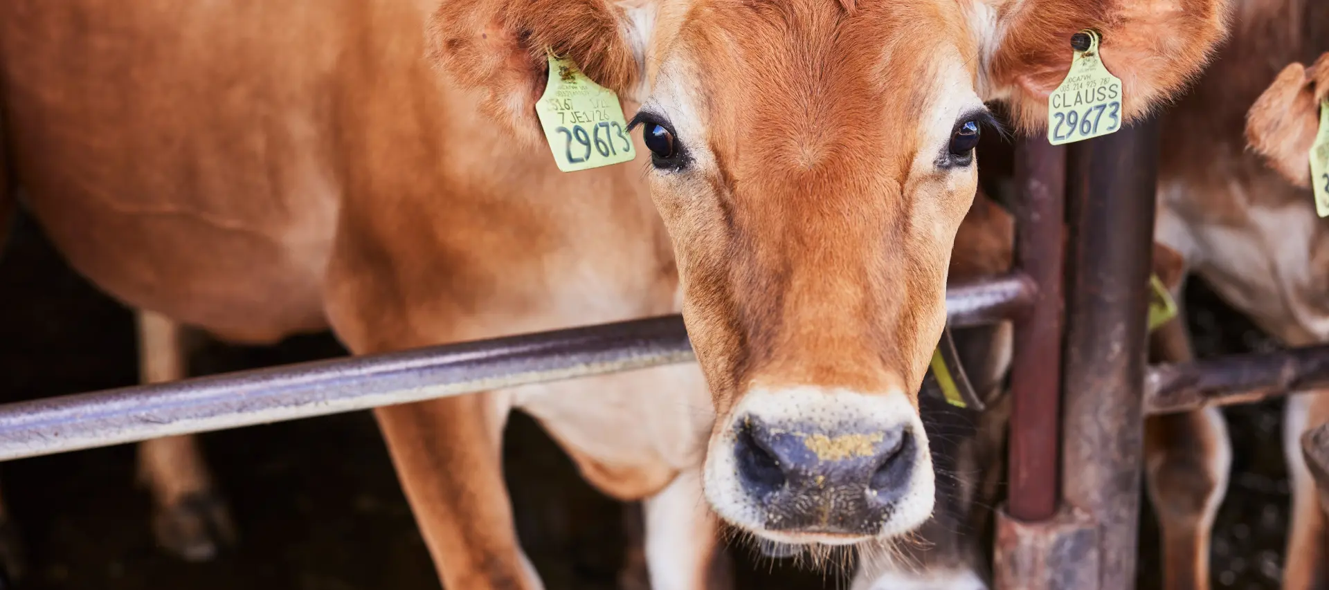 dairyfarms-milk-story-desk