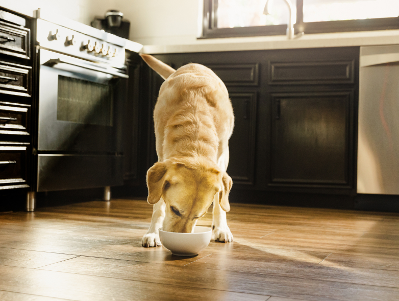 a dog eating from a bowl