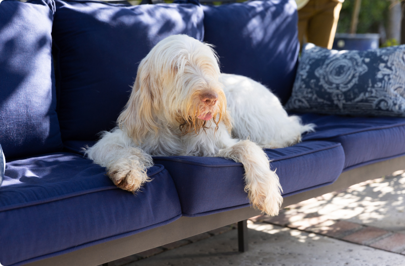 market-pet-nutrition-body-composition