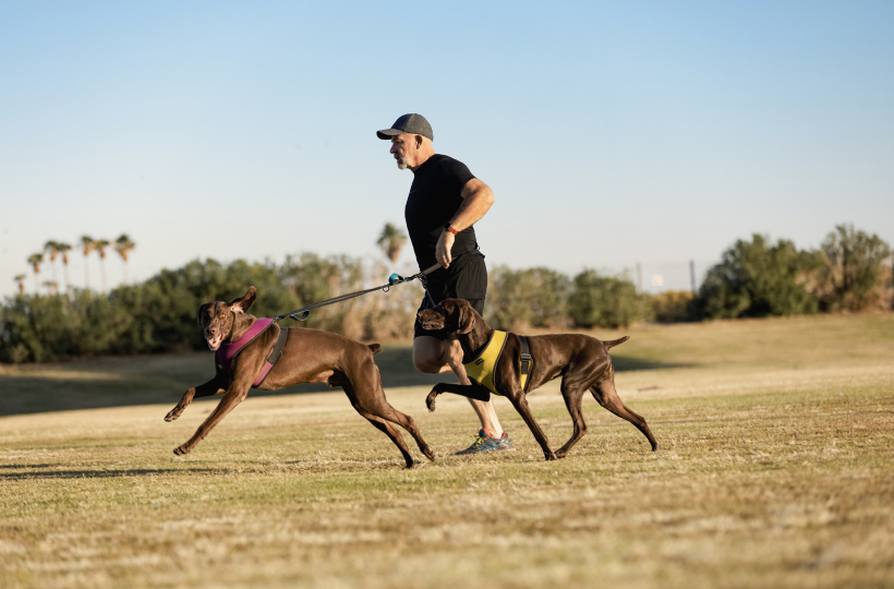 market-pet-nutrition-reduced-inflammation