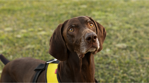 markets-pet-nutrition