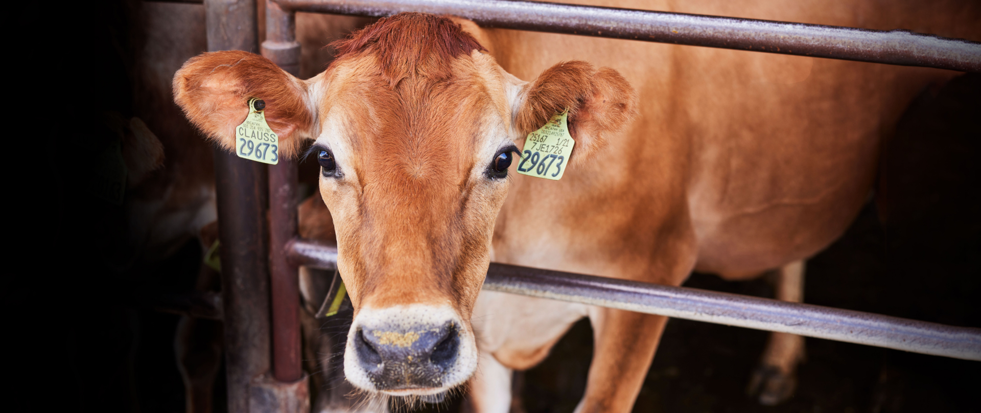 thank-you-cow