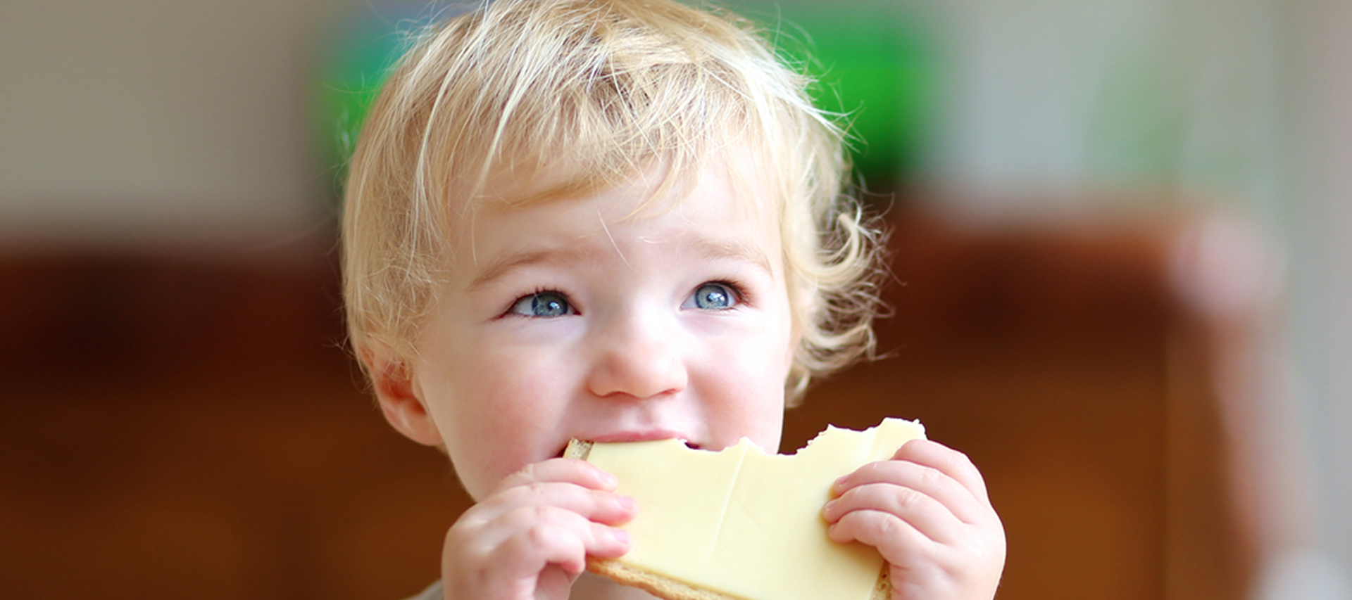 Blonde toddler girl sitting on high feeding chair in the kitchen eating sandwich, bread with butter and cheese, for breakfast on a sunny morning